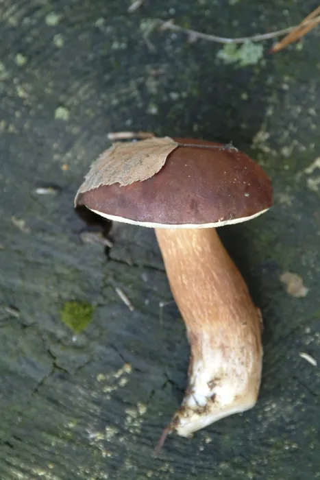 Gerahmter Druck : Pilze im Wald. Gerahmter Druck : Pilze im Wald.