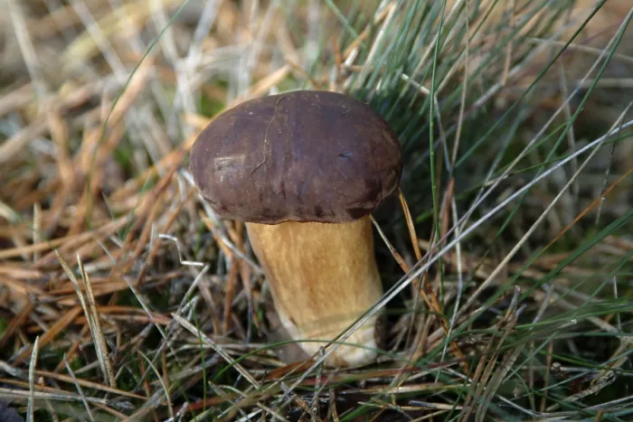 Gerahmter Druck : Pilze im Wald. Gerahmter Druck : Pilze im Wald.
