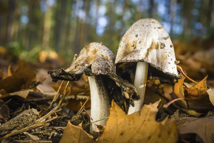 Gerahmter Druck : Pilze im Mischwald. Gerahmter Druck : Pilze im Mischwald.