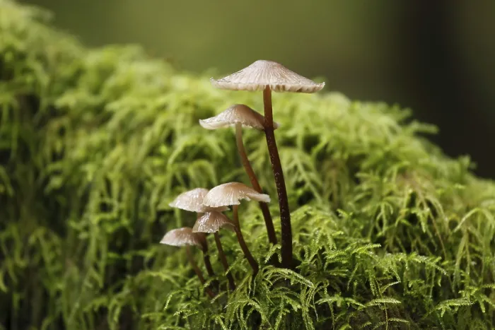 Gerahmter Druck : Pilze und Moos in einem Nebelwald. Gerahmter Druck : Pilze und Moos in einem Nebelwald.