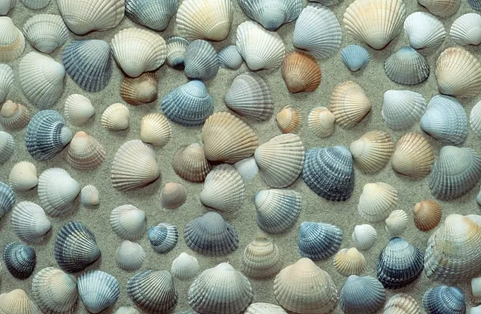 Gerahmter Druck : Muschelschalen Gerahmter Druck : Muschelschalen