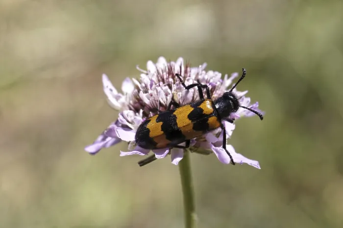 Gerahmter Druck : Mylabris polymorpha, Blasenkäfer - Mylabris polymorpha Gerahmter Druck : Mylabris polymorpha, Blasenkäfer - Mylabris polymorpha