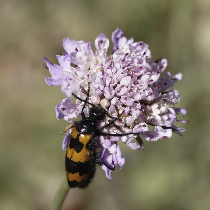 Gerahmter Druck : Mylabris polymorpha, Blasenkäfer - Mylabris polymorpha Gerahmter Druck : Mylabris polymorpha, Blasenkäfer - Mylabris polymorpha