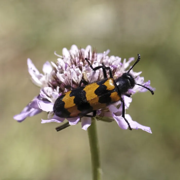Gerahmter Druck : Mylabris polymorpha, Blasenkäfer - Mylabris polymorpha Gerahmter Druck : Mylabris polymorpha, Blasenkäfer - Mylabris polymorpha