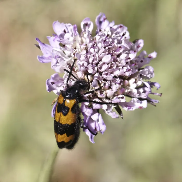 Gerahmter Druck : Mylabris polymorpha, Blasenkäfer - Mylabris polymorpha Gerahmter Druck : Mylabris polymorpha, Blasenkäfer - Mylabris polymorpha
