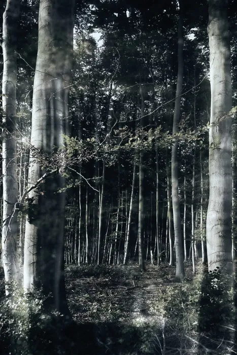 Gerahmter Druck : Mystischer Wald. Gerahmter Druck : Mystischer Wald.