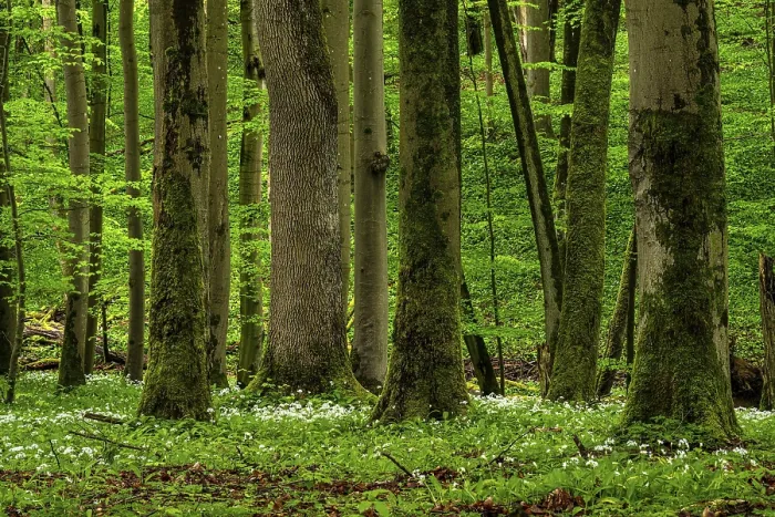 Gerahmter Druck : Ein mystischer Urwald mit antiken. Gerahmter Druck : Ein mystischer Urwald mit antiken.
