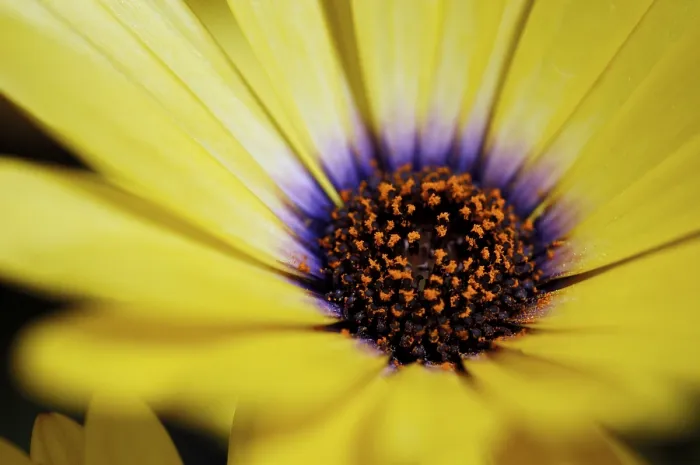 Gerahmter Druck : Namaqualand-Daisy (Dimorphotheca sinuata) Gerahmter Druck : Namaqualand-Daisy (Dimorphotheca sinuata)