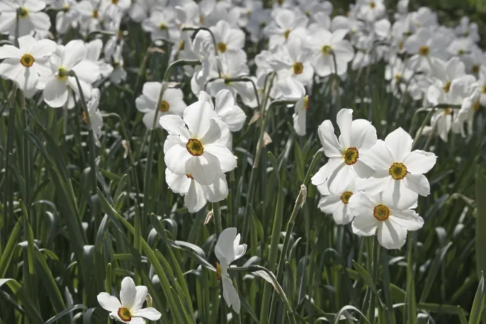 Gerahmter Druck : Narcissus Actaea, Narzisse. Gerahmter Druck : Narcissus Actaea, Narzisse.