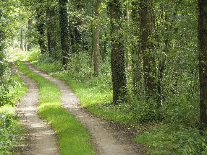 Gerahmter Druck : Ein schmaler Waldweg windet sich durch eine dichte. Gerahmter Druck : Ein schmaler Waldweg windet sich durch eine dichte.
