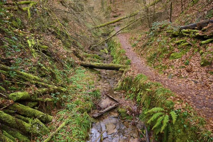 Gerahmter Druck : Ein schmaler Waldweg entlang eines kleinen Baches. Gerahmter Druck : Ein schmaler Waldweg entlang eines kleinen Baches.