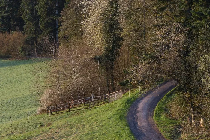 Gerahmter Druck : Enge Pfade führen in einen Wald. Gerahmter Druck : Enge Pfade führen in einen Wald.