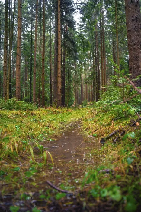 Gerahmter Druck : Ein schmaler Pfad führt durch einen grünen Wald. Gerahmter Druck : Ein schmaler Pfad führt durch einen grünen Wald.