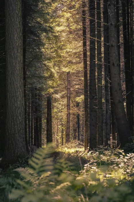Gerahmter Druck : Ein schmaler Pfad führt durch einen dichten Wald. Gerahmter Druck : Ein schmaler Pfad führt durch einen dichten Wald.