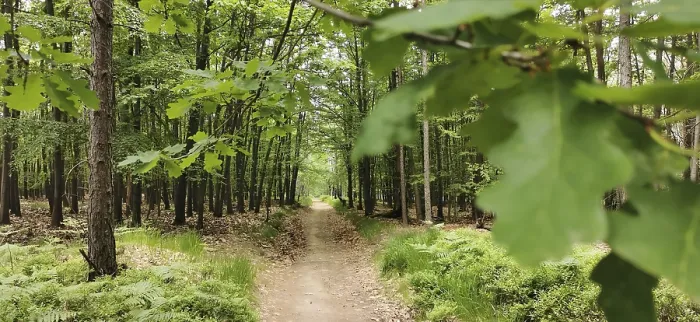 Gerahmter Druck : Enge Pfade, die mit Laubbäumen gesäumt sind, durch einen grünen Wald.