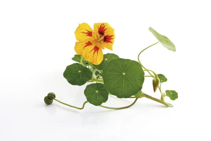Gerahmter Druck : Nasturtium Gerahmter Druck : Nasturtium