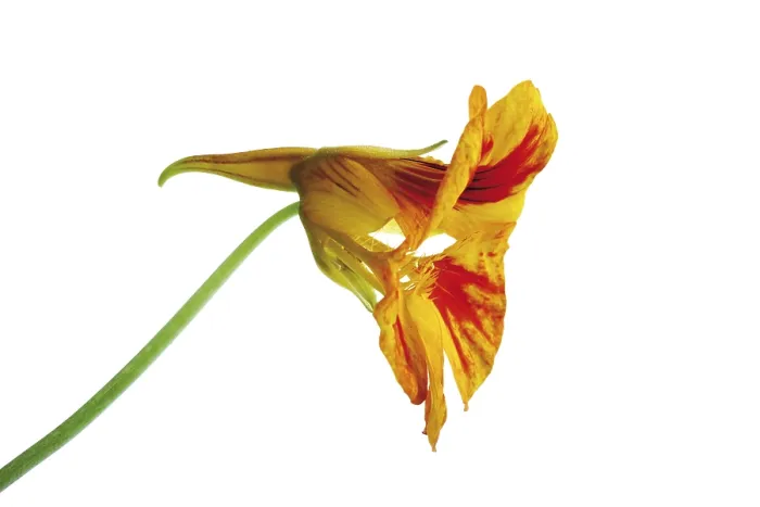 Gerahmter Druck : Nasturtium Gerahmter Druck : Nasturtium