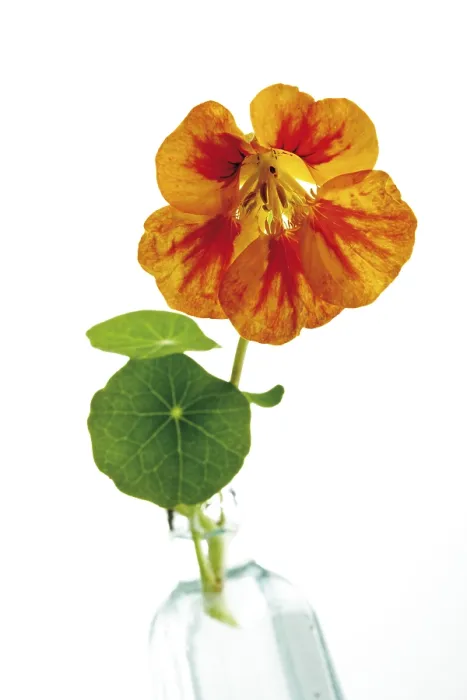 Gerahmter Druck : Nasturtium