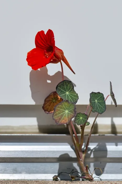 Gerahmter Druck : Nasturtium in Portraitformat. Gerahmter Druck : Nasturtium in Portraitformat.