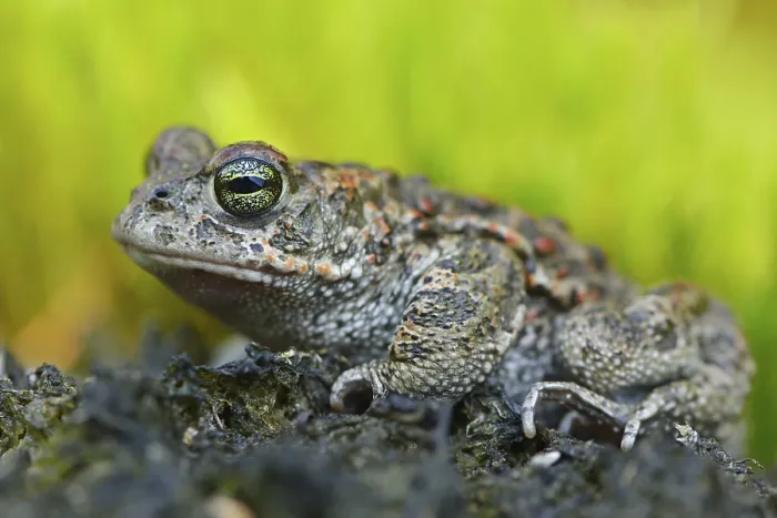 Gerahmter Druck : Natterkröte (Bufo calamita) Gerahmter Druck : Natterkröte (Bufo calamita)