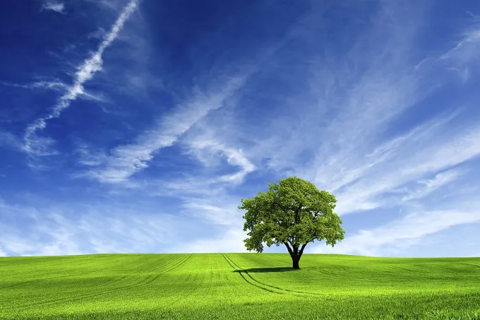 Gerahmter Druck : Nature Gerahmter Druck : Nature
