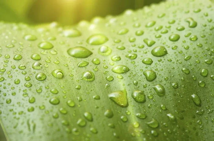 Gerahmter Druck : Nature Gerahmter Druck : Nature