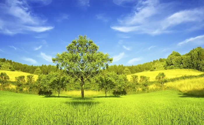 Gerahmter Druck : Nature Gerahmter Druck : Nature