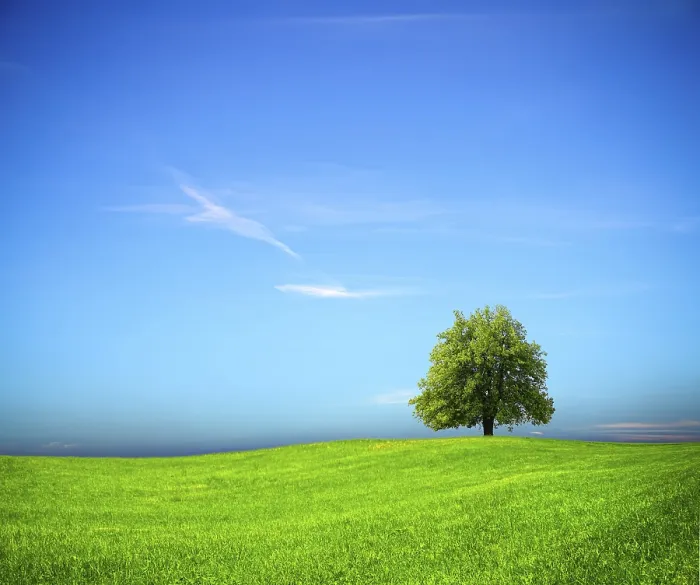 Gerahmter Druck : Naturhintergrund Gerahmter Druck : Naturhintergrund