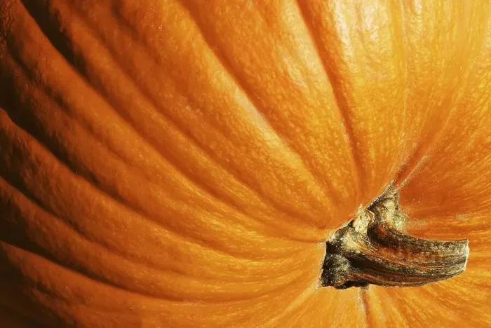 Gerahmter Druck : Pumpkin Gerahmter Druck : Pumpkin