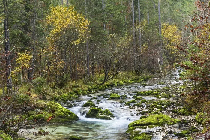 Gerahmter Druck : Natur im Echerntal. Der Waldbach. Gerahmter Druck : Natur im Echerntal. Der Waldbach.