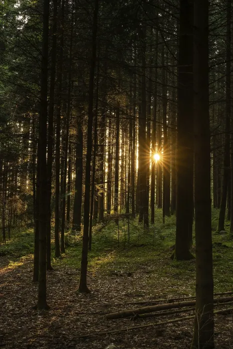 Gerahmter Druck : Natur, Wald, Licht und Schatten. Gerahmter Druck : Natur, Wald, Licht und Schatten.