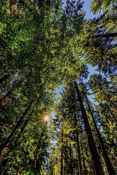 Gerahmter Druck : Natur, Wald, Licht und Schatten. Gerahmter Druck : Natur, Wald, Licht und Schatten.