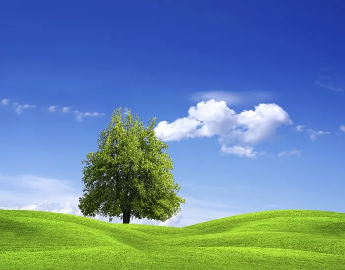 Gerahmter Druck : Naturlandschaft