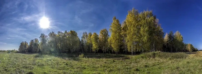 Gerahmter Druck : Naturlandschaft ist Wald und Gras. Gerahmter Druck : Naturlandschaft ist Wald und Gras.