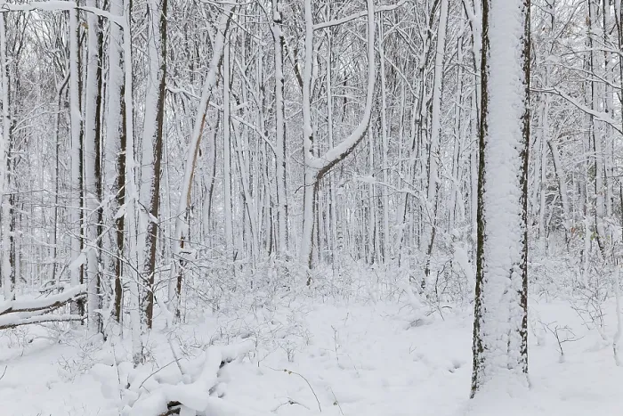 Gerahmter Druck : Natur, Schneebedeckte Baumstämme. Gerahmter Druck : Natur, Schneebedeckte Baumstämme.