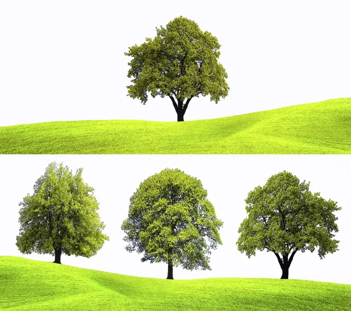 Gerahmter Druck : Naturbaumhintergrund Gerahmter Druck : Naturbaumhintergrund
