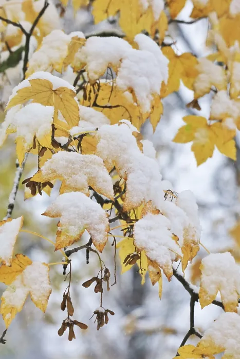 Gerahmter Druck : Die Natur im Winter, Deutschland. Gerahmter Druck : Die Natur im Winter, Deutschland.