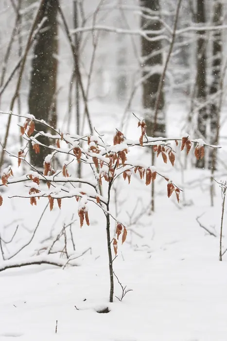 Gerahmter Druck : Natur im Winter, Deutschland Gerahmter Druck : Natur im Winter, Deutschland