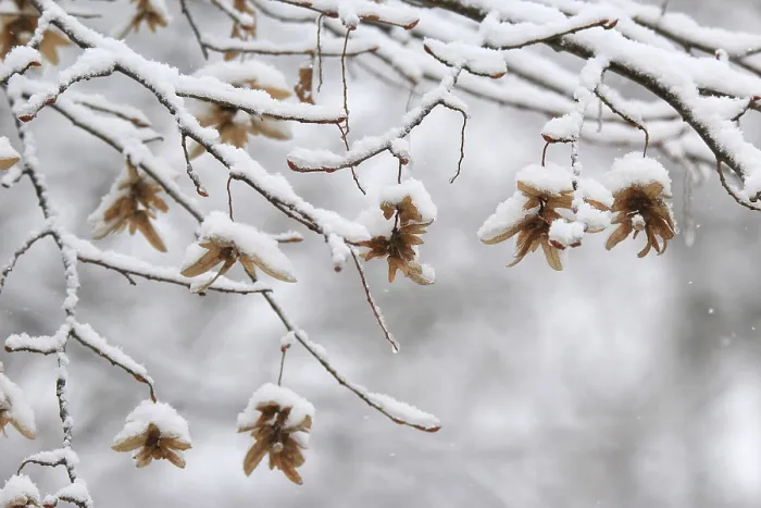 Gerahmter Druck : Die Natur im Winter, Deutschland. Gerahmter Druck : Die Natur im Winter, Deutschland.