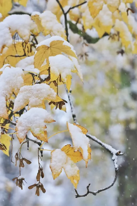 Gerahmter Druck : Die Natur im Winter, Deutschland. Gerahmter Druck : Die Natur im Winter, Deutschland.