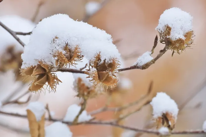 Gerahmter Druck : Die Natur im Winter, Deutschland.