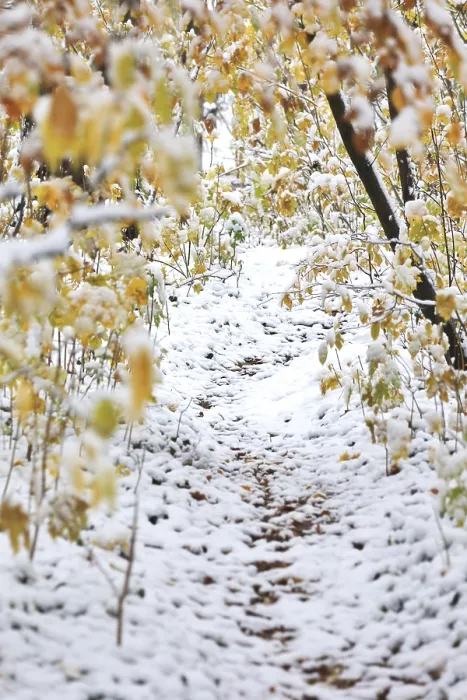 Gerahmter Druck : Die Natur im Winter, Deutschland.