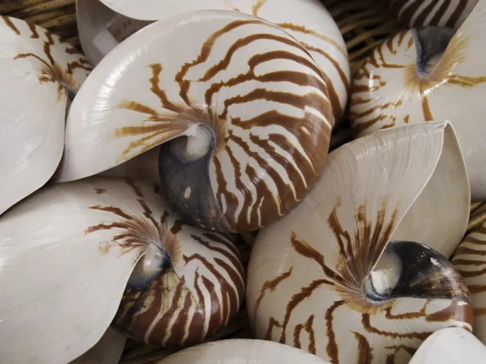 Gerahmter Druck : Nautilusschalen Gerahmter Druck : Nautilusschalen