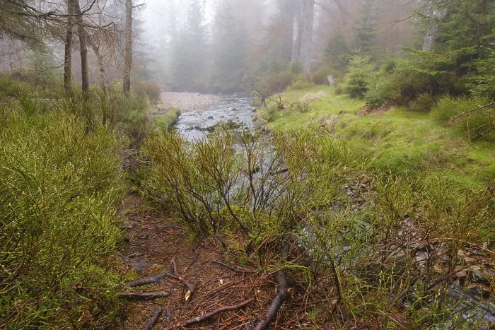 Gerahmter Druck : Nebel am Oderteich, Harz Nationalpark Gerahmter Druck : Nebel am Oderteich, Harz Nationalpark