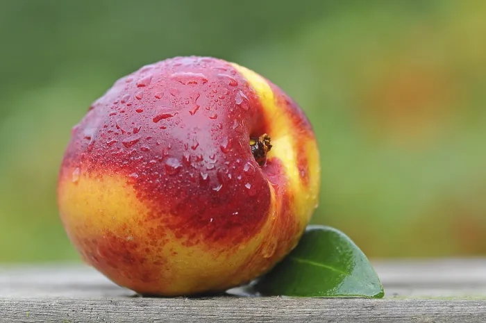 Gerahmter Druck : Nektarapfel mit Tropfen Wasser. Gerahmter Druck : Nektarapfel mit Tropfen Wasser.
