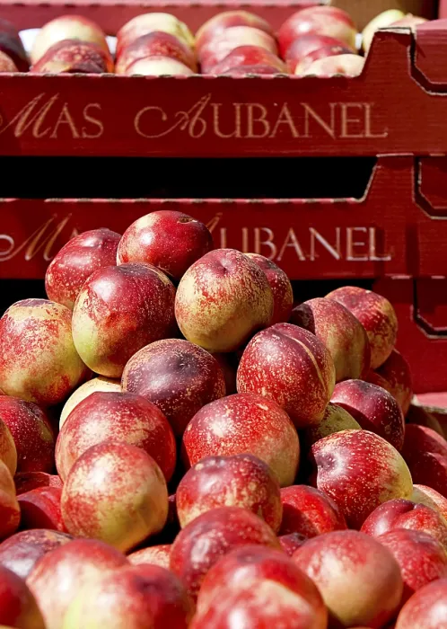 Gerahmter Druck : Nectarines Gerahmter Druck : Nectarines