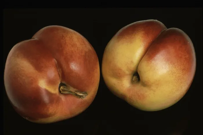 Gerahmter Druck : Nektarinen, eine Mutation der Pflaume.