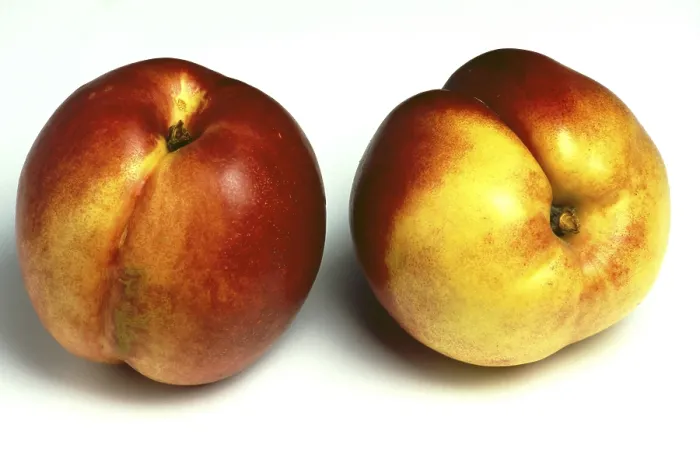 Gerahmter Druck : Nektarinen, eine Mutation der Pflaume Gerahmter Druck : Nektarinen, eine Mutation der Pflaume