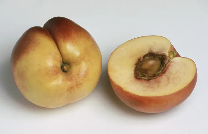 Gerahmter Druck : Nektarinen, eine Mutation der Pflaume. Gerahmter Druck : Nektarinen, eine Mutation der Pflaume.