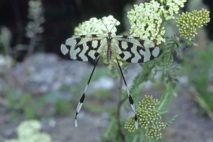 Gerahmter Druck : Nemoptera sinuata, webflügelig Gerahmter Druck : Nemoptera sinuata, webflügelig
